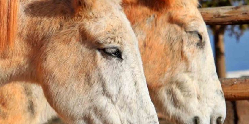 Sentencia sin precedentes por el maltrato de unas mulas de alquiler en la romería de El Rocio