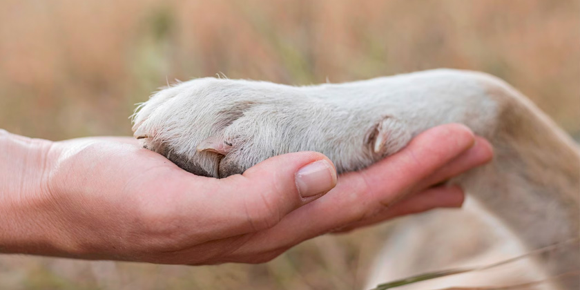 Amputación de orejas y rabo en perros de rehala: un escenario de mutilación y maltrato